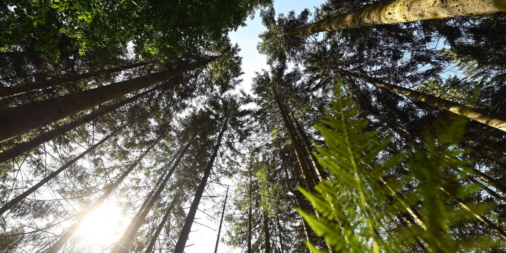 In den Südwest-Wäldern wurde 2024 weniger Holz geschlagen. (Archivbild) In den Südwest-Wäldern wurde 2024 weniger Holz geschlagen. (Archivbild)