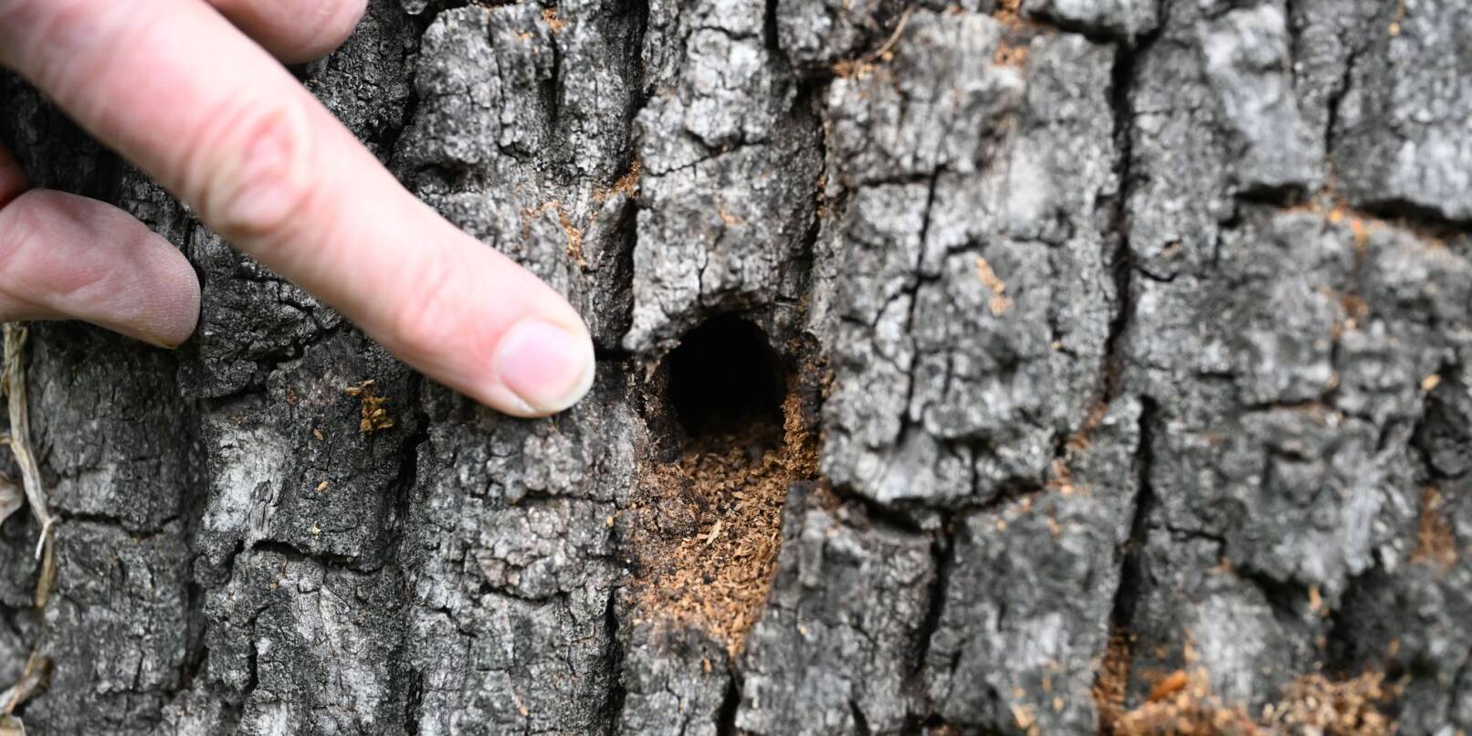 Wo Larven sich durchs Holz bohren, rieselt eine Art Sägemehl aus dem Stamm. Wo Larven sich durchs Holz bohren, rieselt eine Art Sägemehl aus dem Stamm.