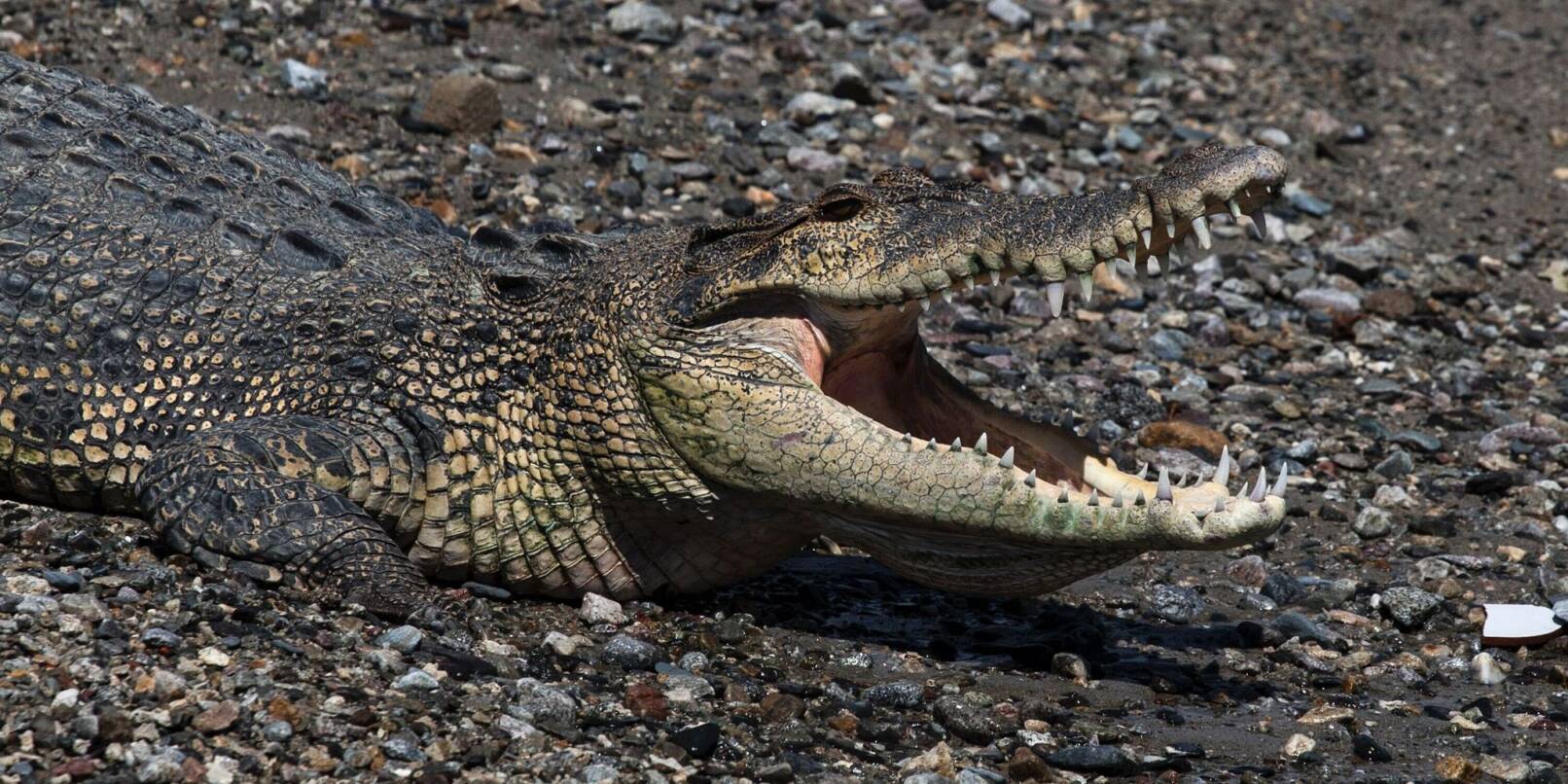 In keinem anderen Land der Erde werden so viele Menschen von Krokodilen getötet wie in Indonesien. (Symbolbild) In keinem anderen Land der Erde werden so viele Menschen von Krokodilen getötet wie in Indonesien. (Symbolbild)