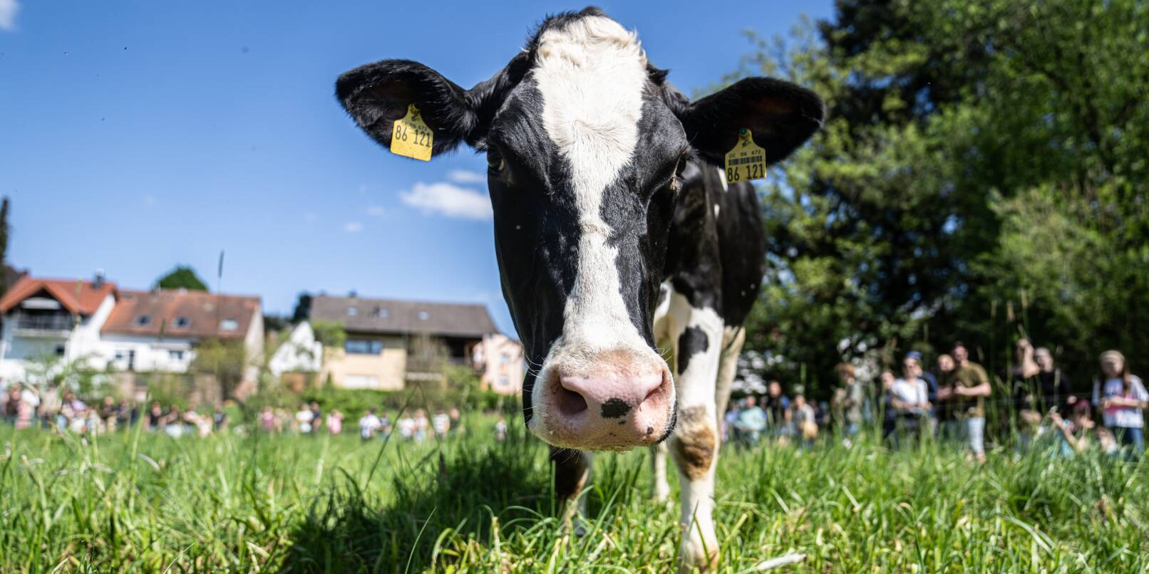 Die Holstein-Rinder der Familie Dörsam sind die Auserwählten. Am Donnerstag, 29. Mai, legt Connys Fladen den Gewinner der 1.000 Euro fest. Die Holstein-Rinder der Familie Dörsam sind die Auserwählten. Am Donnerstag, 29. Mai, legt Connys Fladen den Gewinner der 1.000 Euro fest.