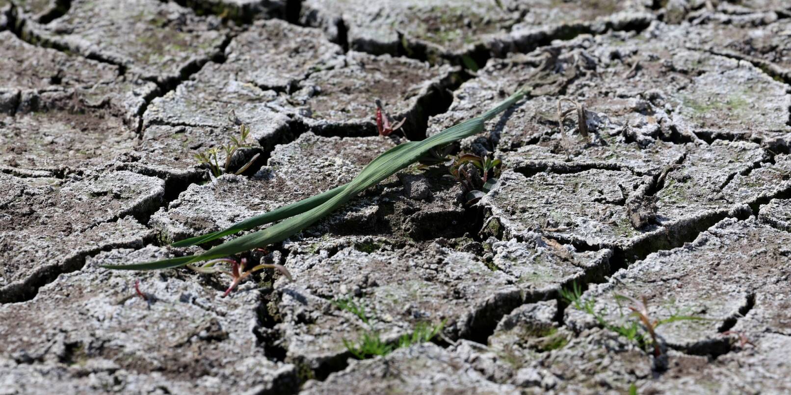Die anhaltende Dürre hat zunehmend Folgen für Wald und Landwirtschaft. Die anhaltende Dürre hat zunehmend Folgen für Wald und Landwirtschaft.