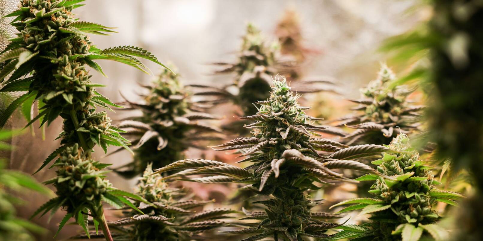 Sicherheitsbehörden kritisieren kompliziertere Kontrollen und Mehrarbeit rund ein Jahr nach der Teillegalisierung von Cannabis. Sicherheitsbehörden kritisieren kompliziertere Kontrollen und Mehrarbeit rund ein Jahr nach der Teillegalisierung von Cannabis.