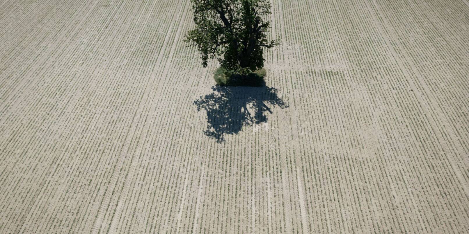 Nachdem es in Hessen seit Wochen nur wenig geregnet hat, wünschen sich die Bauern in Hessen Niederschläge. Nachdem es in Hessen seit Wochen nur wenig geregnet hat, wünschen sich die Bauern in Hessen Niederschläge.