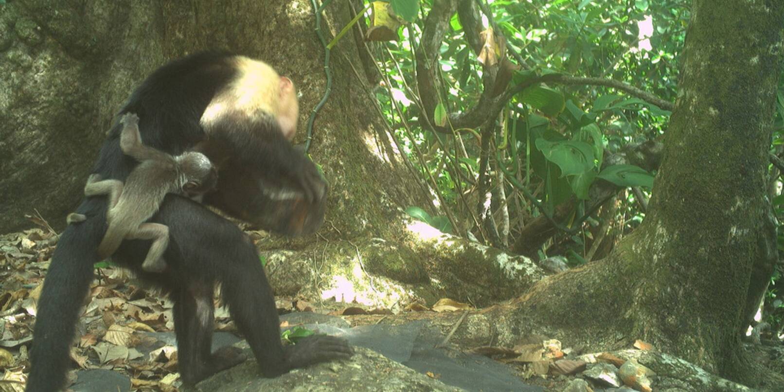 Männchen einer Kapuzineraffen-Gruppe verschleppen kleine Brüllaffen und tragen sie mit sich herum. Männchen einer Kapuzineraffen-Gruppe verschleppen kleine Brüllaffen und tragen sie mit sich herum.