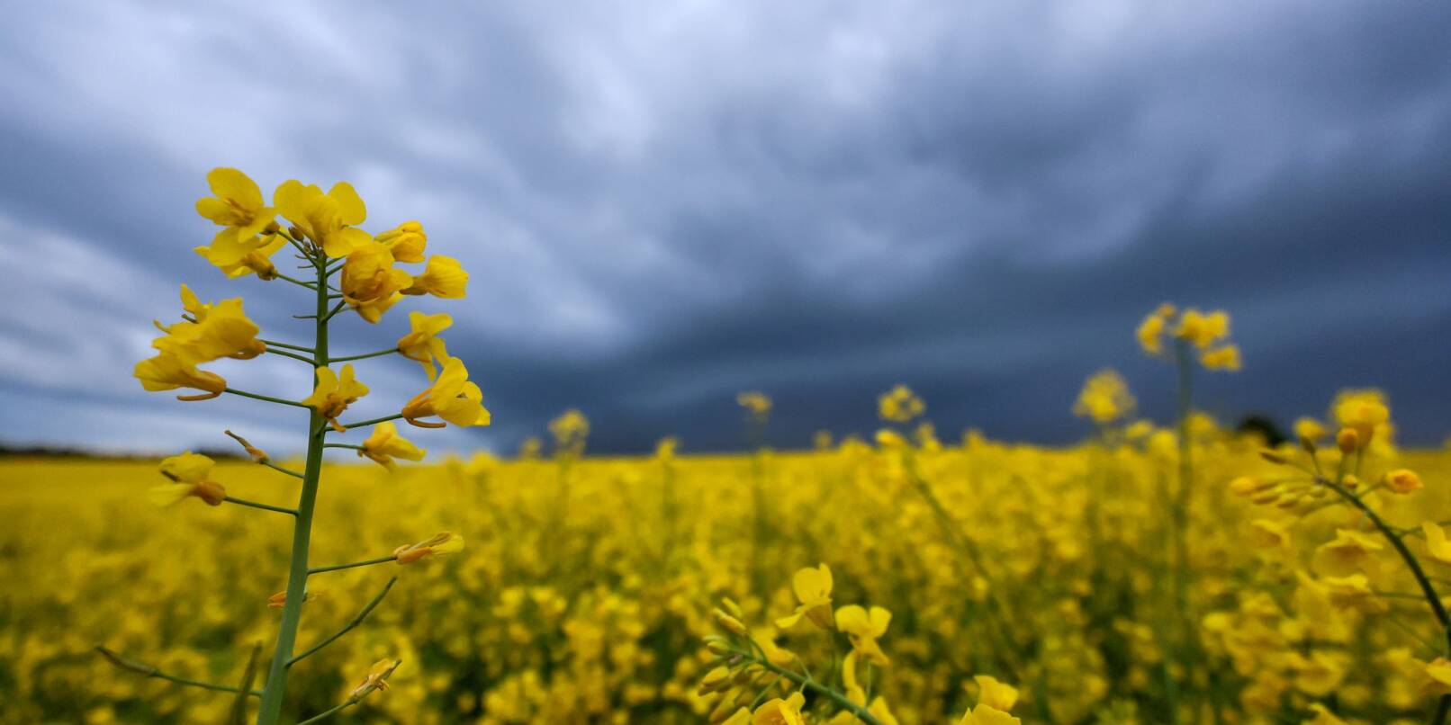 Nach warmen Tagen warnen die Meteorologen in Baden-Württemberg vor Unwetter. (Archivbild) Nach warmen Tagen warnen die Meteorologen in Baden-Württemberg vor Unwetter. (Archivbild)
