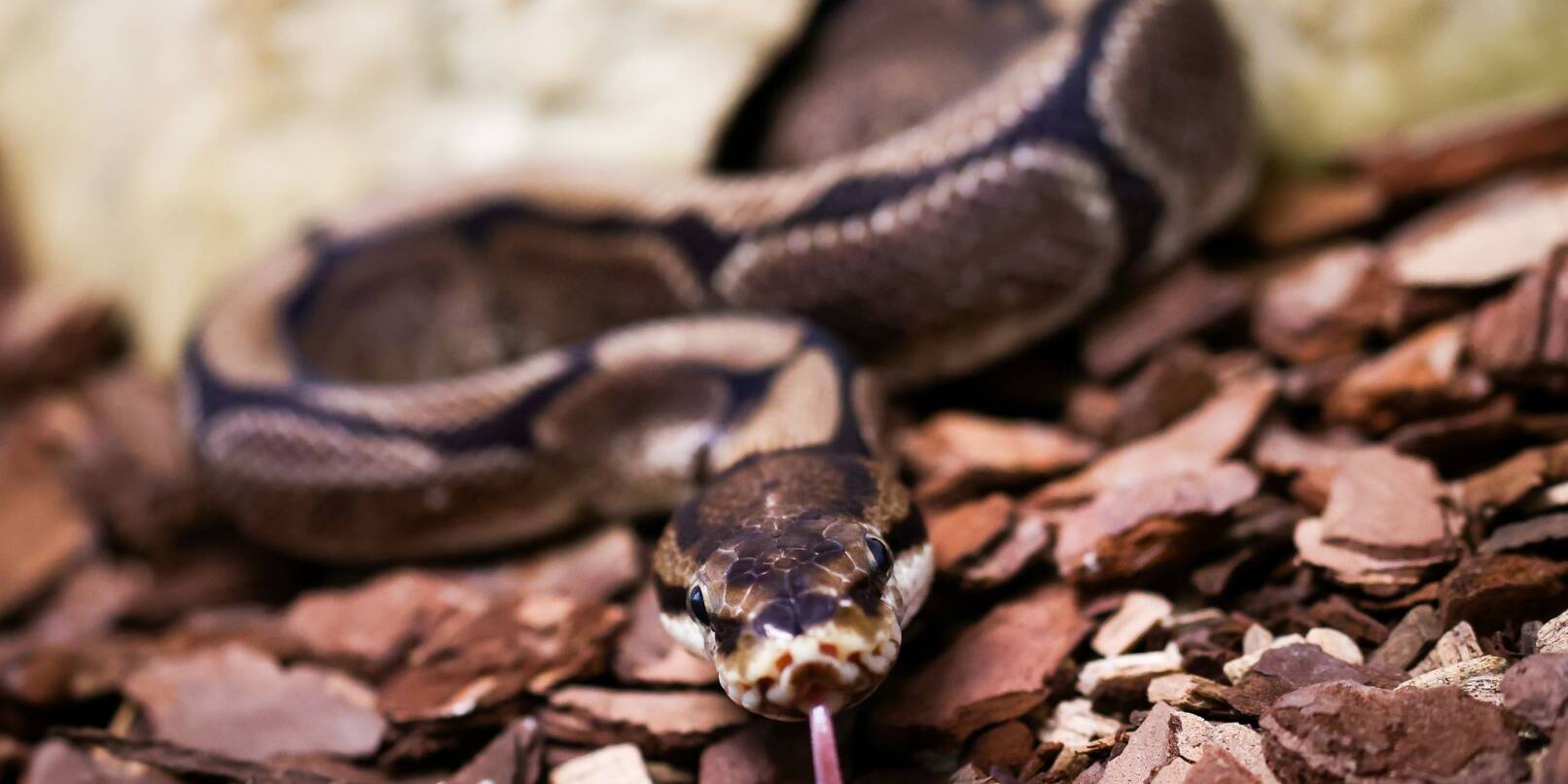 Pythons würgen ihre Opfer, können aber auch zubeißen. (Symbolbild) Pythons würgen ihre Opfer, können aber auch zubeißen. (Symbolbild)