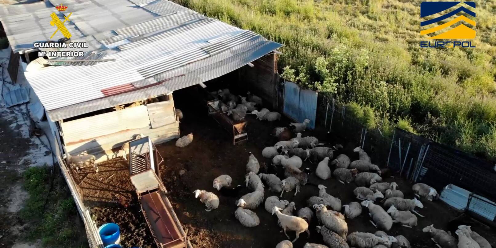 Auf dem von der spanischen Guardia Civil zur Verfügung gestellten Bild ist ein Schlachthof zu sehen, der Fleisch von zum Teil stark unterernährten und kranken Schafen und Ziegen illegal vertrieben haben soll. Auf dem von der spanischen Guardia Civil zur Verfügung gestellten Bild ist ein Schlachthof zu sehen, der Fleisch von zum Teil stark unterernährten und kranken Schafen und Ziegen illegal vertrieben haben soll.