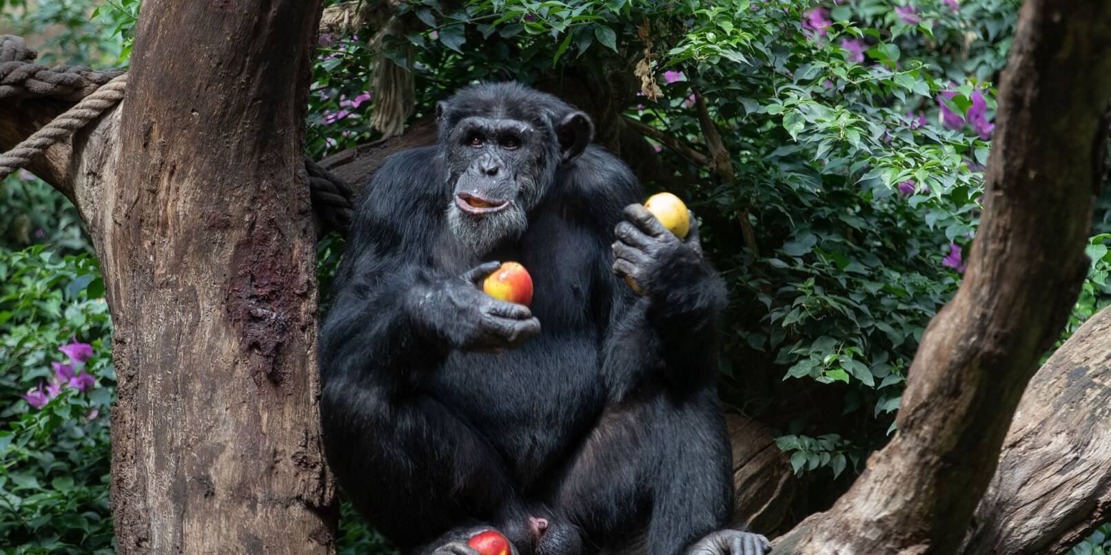 Ein Schimpanse sitzt in seinem Gehege eines Zoo und genießt frische Äpfel.
