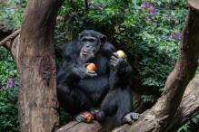 Schimpansen bilden mit «Huu» und «Waa» eine Art Mini-Sätze
