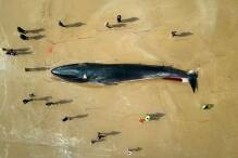 30 Tonnen: Wal-Kadaver in England zieht Schaulustige an
