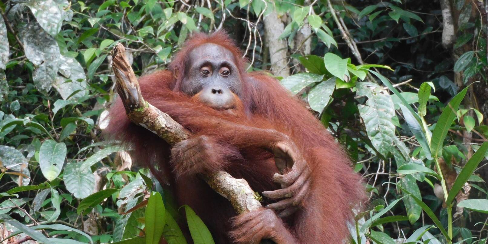 Orang-Utan Ben, aufgenommen im Bukit Baka Bukit Raya Nationalpark im indonesischen Borneo. Seine Auswilderung vor knapp sechs Monaten war ein Meilenstein.