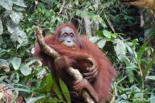 500. ausgewilderter Orang-Utan macht Sprung in die Freiheit
