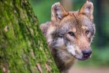 Zahl der von Wölfen getöteten Tiere deutlich gestiegen
