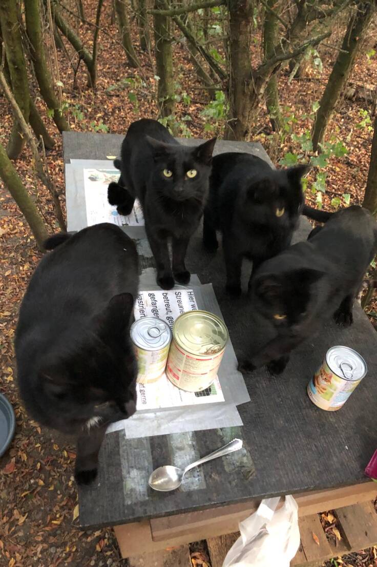 Die Anzahl an Straßenkatzen ist in Weinheim und Umgebung nach wie vor hoch - dementsprechend viel Futter wird benötigt. Die Anzahl an Straßenkatzen ist in Weinheim und Umgebung nach wie vor hoch - dementsprechend viel Futter wird benötigt.