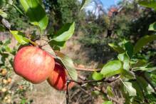 Hessische Apfelwein- und Obstwiesenroute wird revitalisiert
