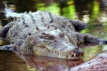 Künstliche Intelligenz gegen Krokodilattacken 
