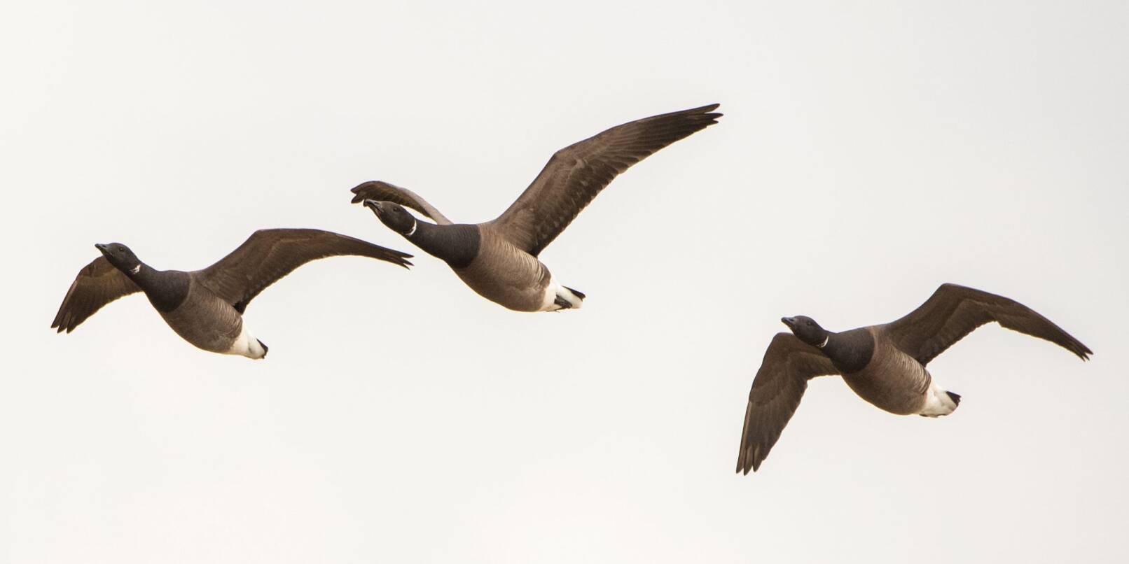 Ringelgänse fliegen über die Hallig Hooge. Nicht alle Zugvögel weichen Offshore-Windanlagen aus (Symbolfoto).