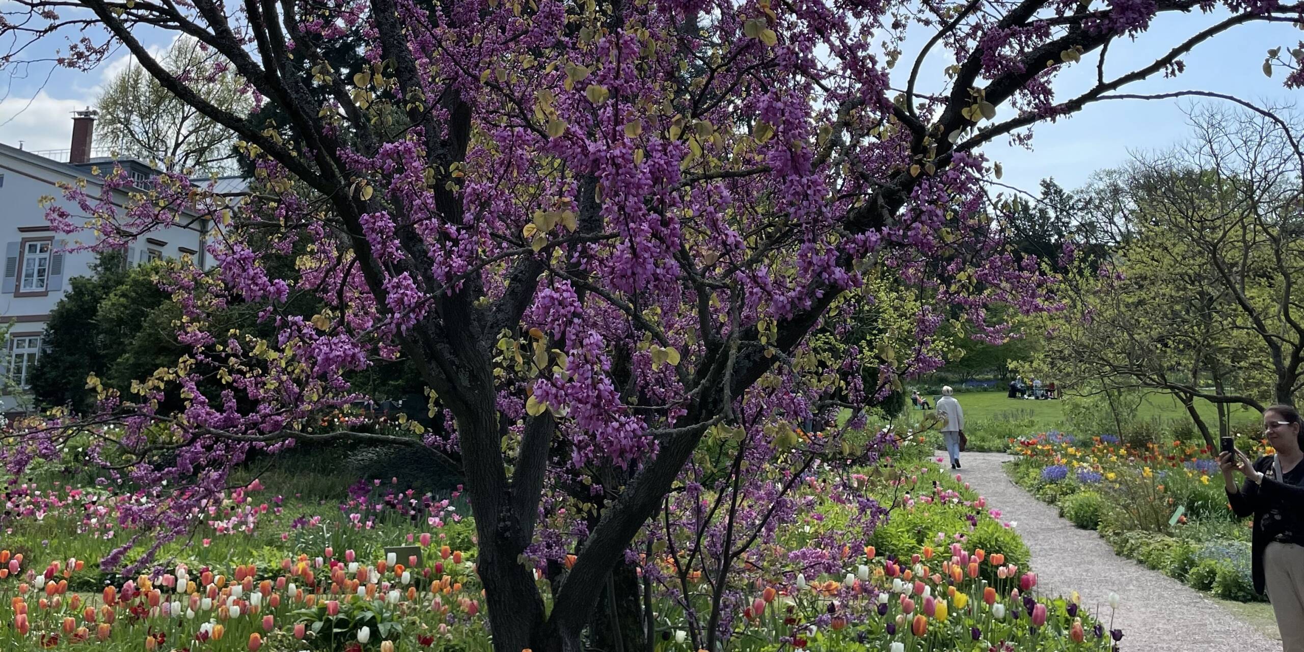 Bunte Farben, wohin man schaut: der Hermannshof im Blütenrausch.