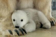 Tierpark Hagenbeck: Eisbärenbaby ist ein Mädchen

