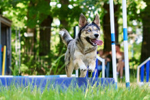 Birkenau: Gemeinde wehrt sich gegen Vorwürfe des Hundesportvereins „Agility Smiley Dogs“ Birkenau: Gemeinde wehrt sich gegen Vorwürfe des Hundesportvereins „Agility Smiley Dogs“