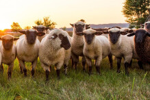Schriesheim: Schafe von Weide in Leutershauser Straße gestohlen
 Schriesheim: Schafe von Weide in Leutershauser Straße gestohlen