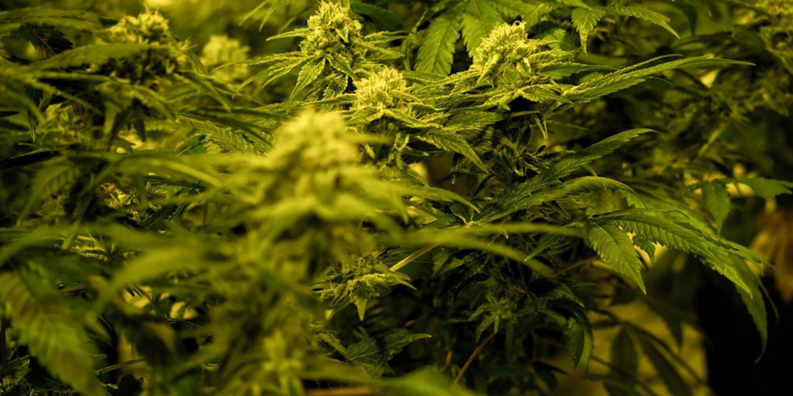 Nahaufnahme einer THC-haltigen medizinischen Cannabispflanze in einer Zuchtanlage.