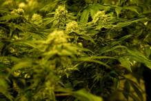 Cannabisfirmen rüsten sich für geplante Legalisierung

