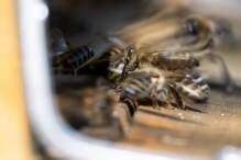 Imker sorgen sich wegen Asiatischer Hornisse um ihre Bienen
