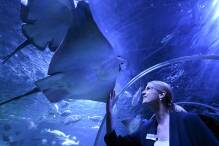 Nach geplatztem Aquadom: Sea Life Aquarium öffnet wieder
