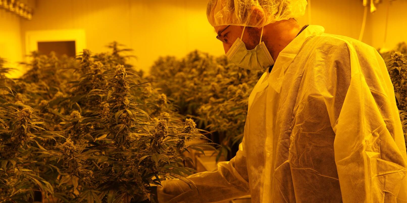 Mike Toniolo, Inhaber des Schweizer Cannabis-Unternehmens «TB Farming» überprüft seine legalen Marihuana-Pflanzen.