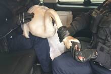 Schwan verirrt sich auf Bahngleise: Polizei fängt Tier ein
