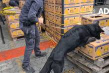 Polizei in Italien findet 2,7 Tonnen Kokain zwischen Bananen
