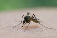Oberrhein: Stechmückenbekämpfer per Hubschrauber im Einsatz
