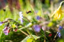 «Schönste Rasenfrisuren» zum Schutz von Bienen gesucht
