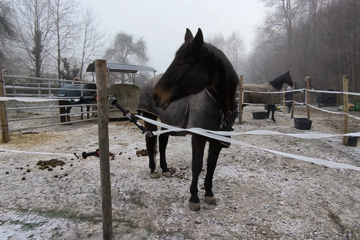 Teenager admitted to specialist clinic after fall from horse