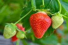 Betriebe ernteten 2022 weniger Erdbeeren als im Vorjahr
