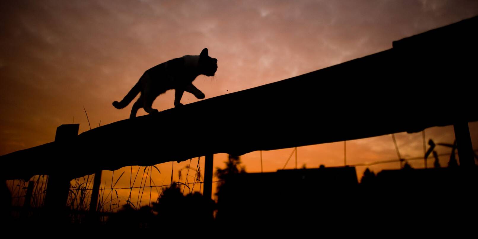 Die Silhouette einer Katze, die über einen Weidenzaun klettert, zeichnet sich bei Sonnenaufgang vor dem Morgenhimmel ab. Die Silhouette einer Katze, die über einen Weidenzaun klettert, zeichnet sich bei Sonnenaufgang vor dem Morgenhimmel ab.