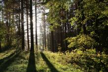 Waldbesitzer: Guter Start für den Wald durch nasses Frühjahr

