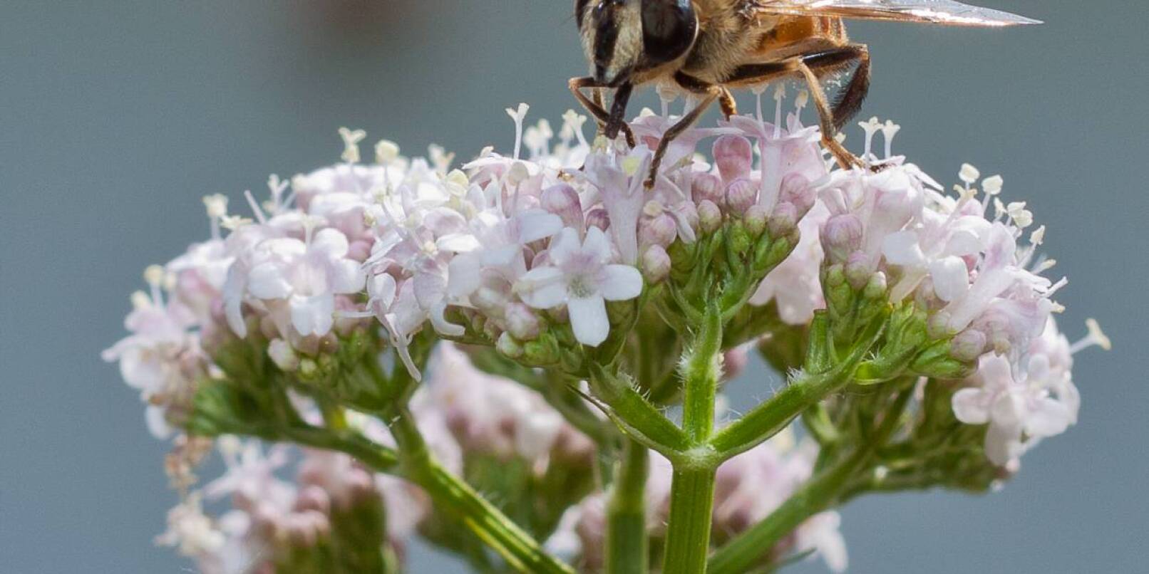 Wichtige Bestäuber: In Deutschland kommen mehr als 500 wildlebende Bienen- und Hummelarten vor. Die kleinen Tierchen haben faszinierende Besonderheiten.