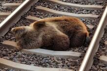 Bär in Österreich von Zug getötet
