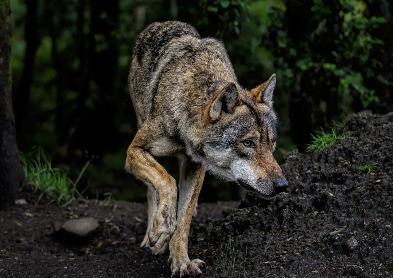 Gerissenes Kalb bei Heppenheim: War es ein Wolf oder ein Wolfshund?
