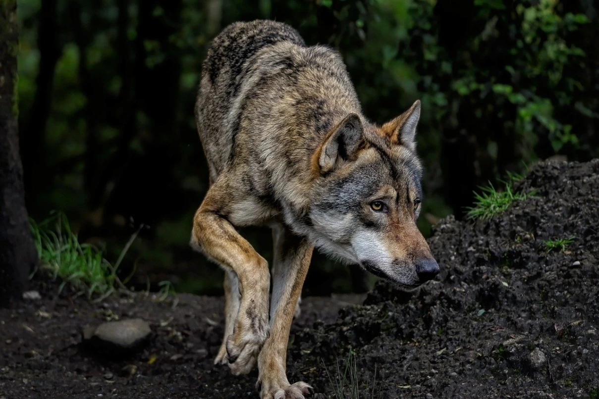 Gerissenes Kalb bei Heppenheim: War es ein Wolf oder ein Wolfshund?