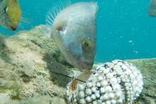 Massensterben von Seeigeln bedroht Korallenriffe
